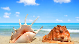 Seashell