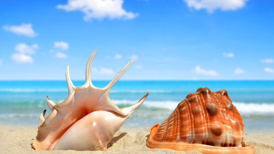 Seashell