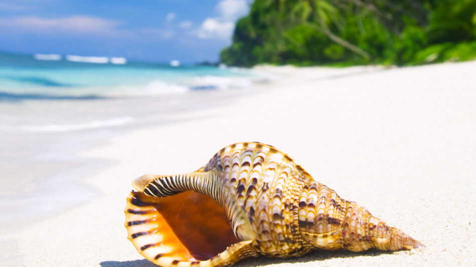 Seashell tropical